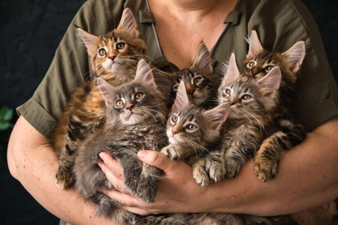 Elevage de chats par jeune femme. V web concept